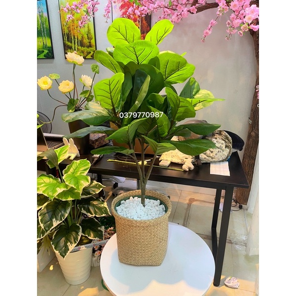 Cây bàng Singapo giả 3 nhánh cây to TẶNG chậu nhựa phủ rêu
