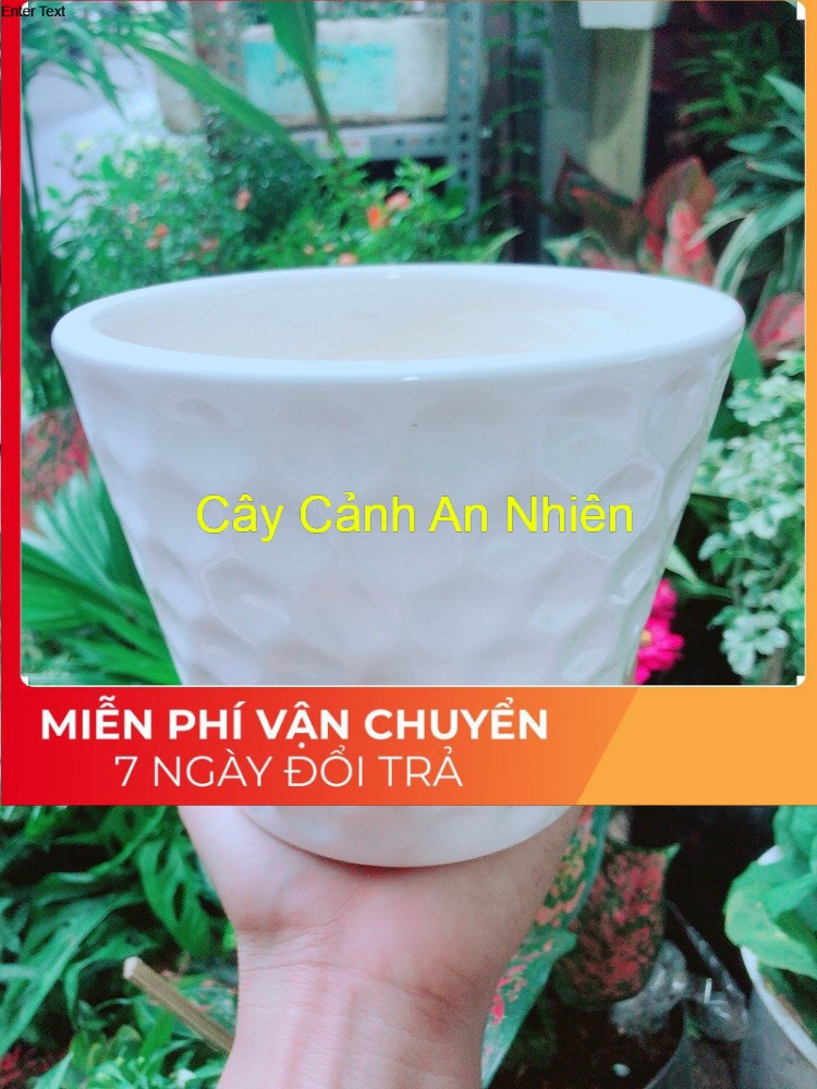 Chậu Trồng Cây