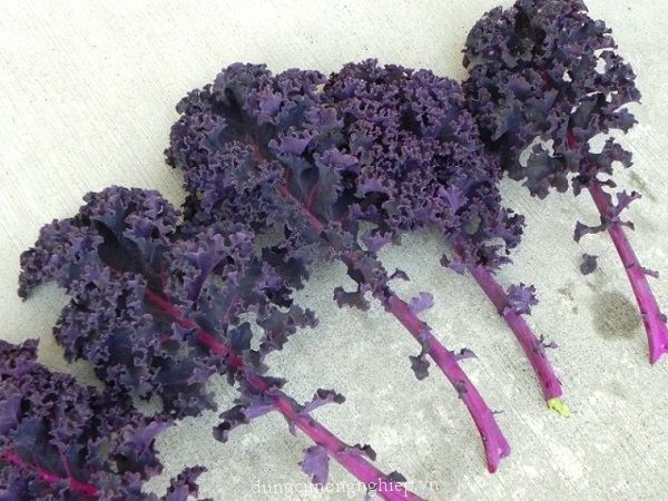 Combo 3 gói hạt giống cải xoăn kale tím[Seeds]