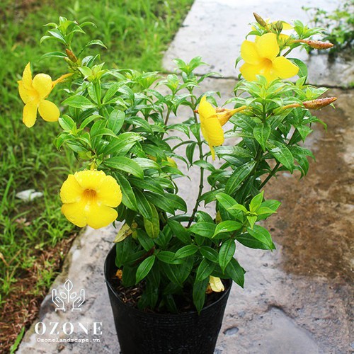 Cây Huỳnh Anh - Cây cảnh sân vườn