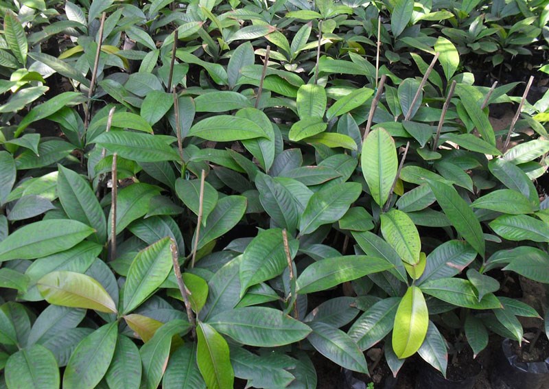 Cây măng cụt giống