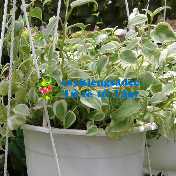 caykiengsadec - Trầu bà càng cua + tặng phân bón cho cây mau lớn - hoa kiểng lá - trang trí nội thất cảnh quan sân vườn ngoài trời