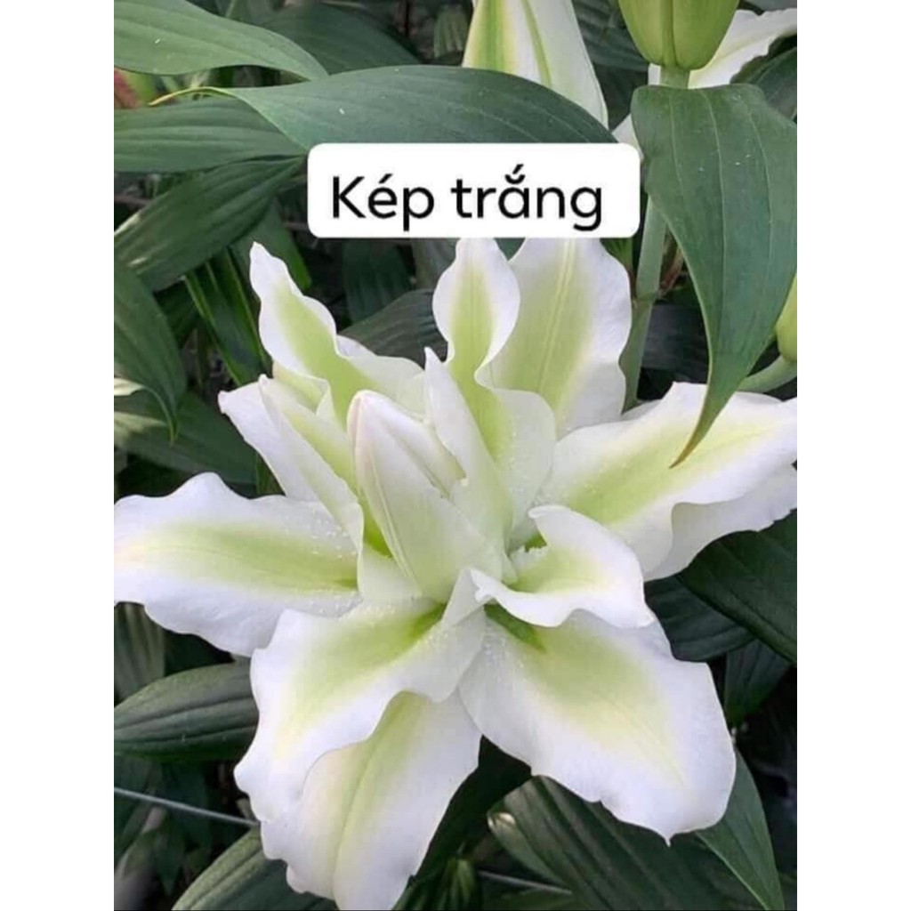 Combo 10 Củ Ly Thân cao Hoa Kép Đủ Màu (Củ Ly Giống)