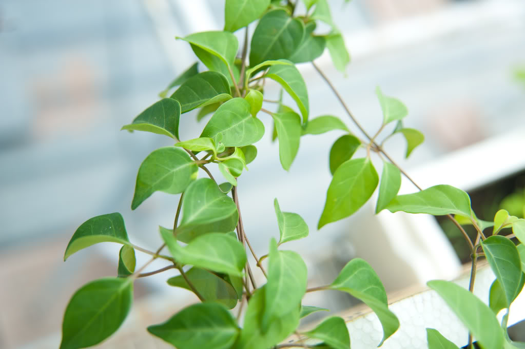 [HCM]Hạt giống cây lá giang dễ trồng - Tặng gói hạt giống ngẫu nhiên