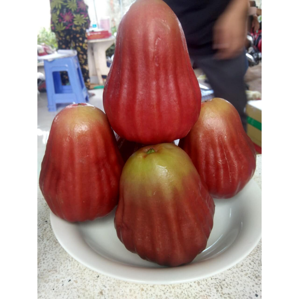 Cây giống mận MST siêu sớm