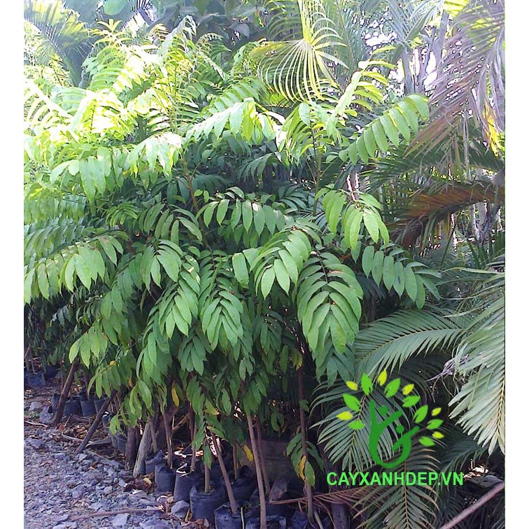 CÂY SẤU RỪNG(CÂY GIỐNG)-FREESHIP TỪ 50K
