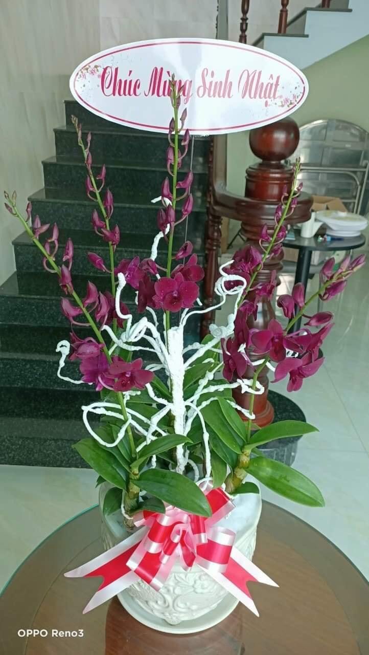 Hoa  lan  Pomadua  đỏ