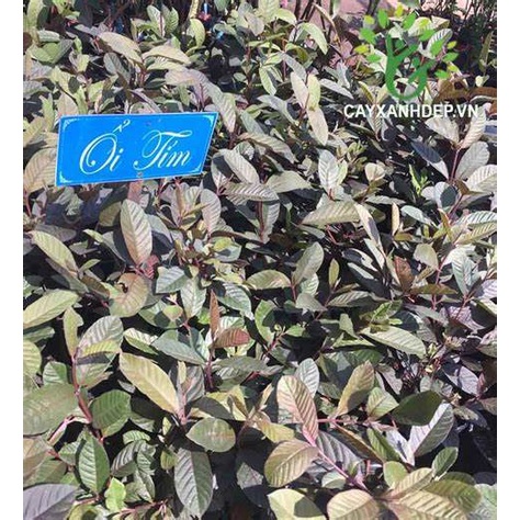 CÂY GIỐNG ỔI TÍM F1( CÂY CAO 60-70CM)