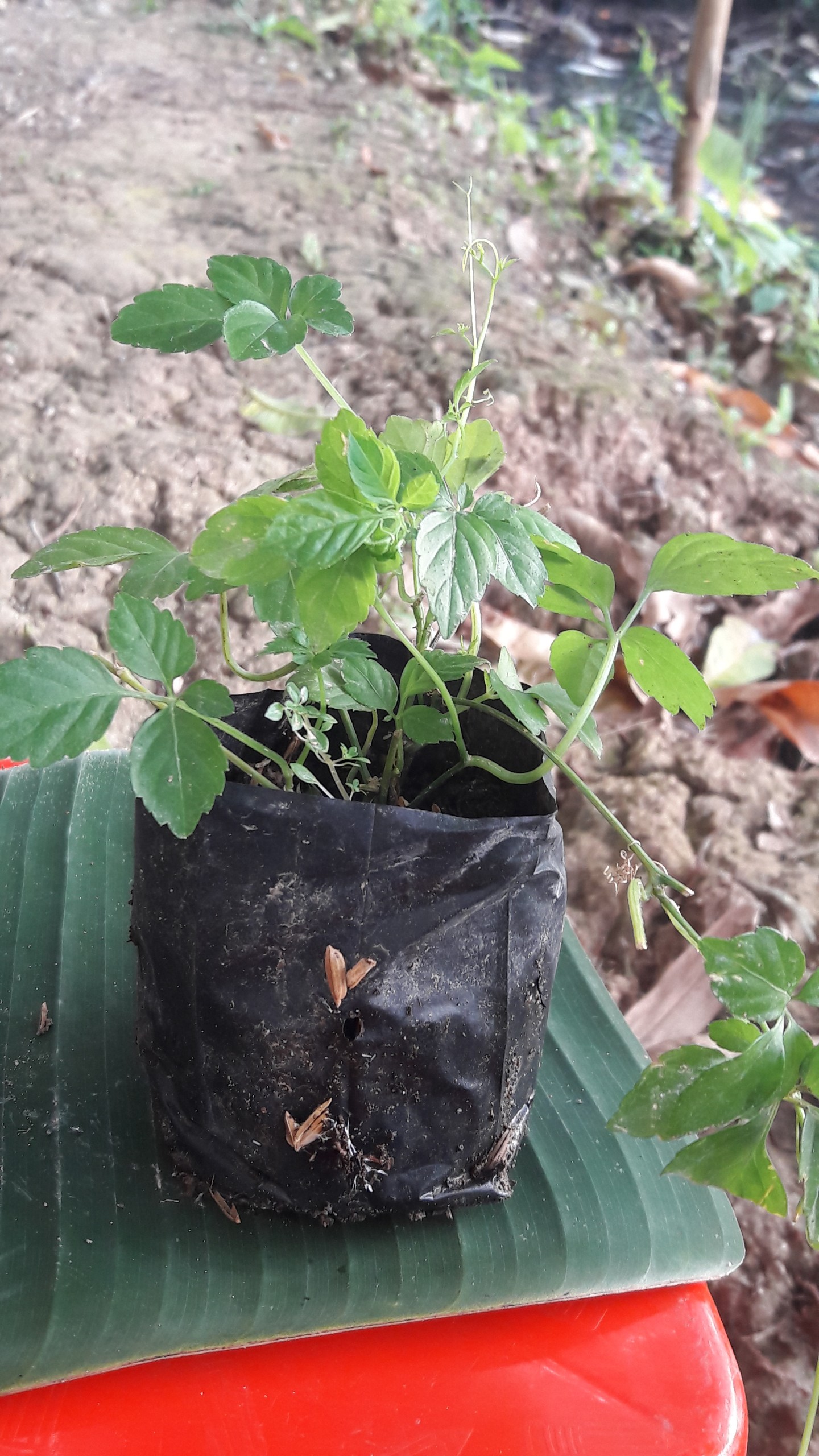 Cây giảo cổ lam loại 5 lá