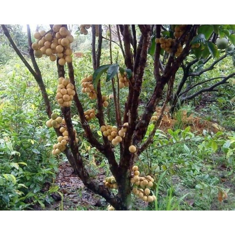 CÂY GIỐNG BÒN BON THÁI SIÊU SỚM (cây giống siêu sớm có bảo hành )
