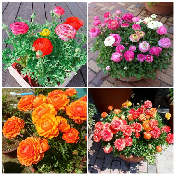 Bộ 6 củ giông hoa mao lương nhiêu màu- đỏ vàng trắng tím cam hồng-6 viên nén ươm củ