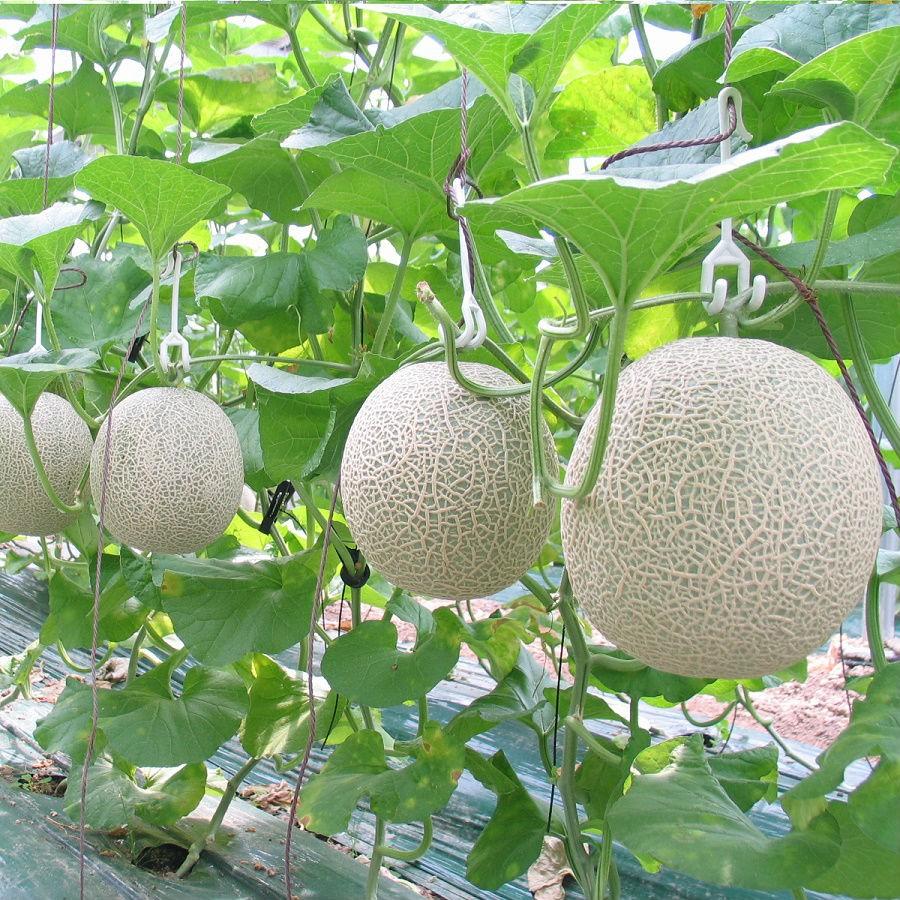 Hạt giống Dưa Lưới vỏ xanh 10 hạt