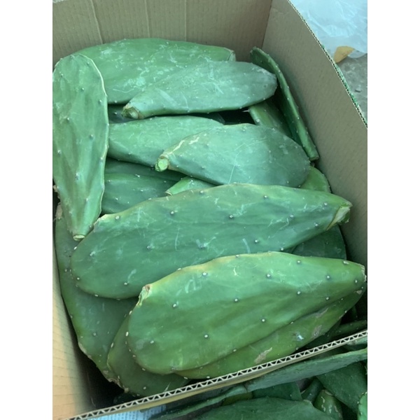 comple 5 kg xương rồng tai thỏ