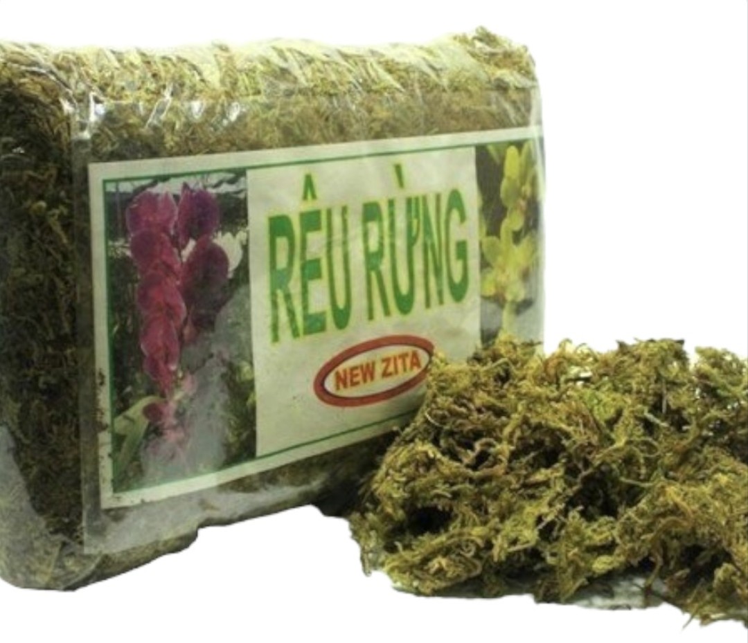 Rêu rừng trồng lan ghép lan