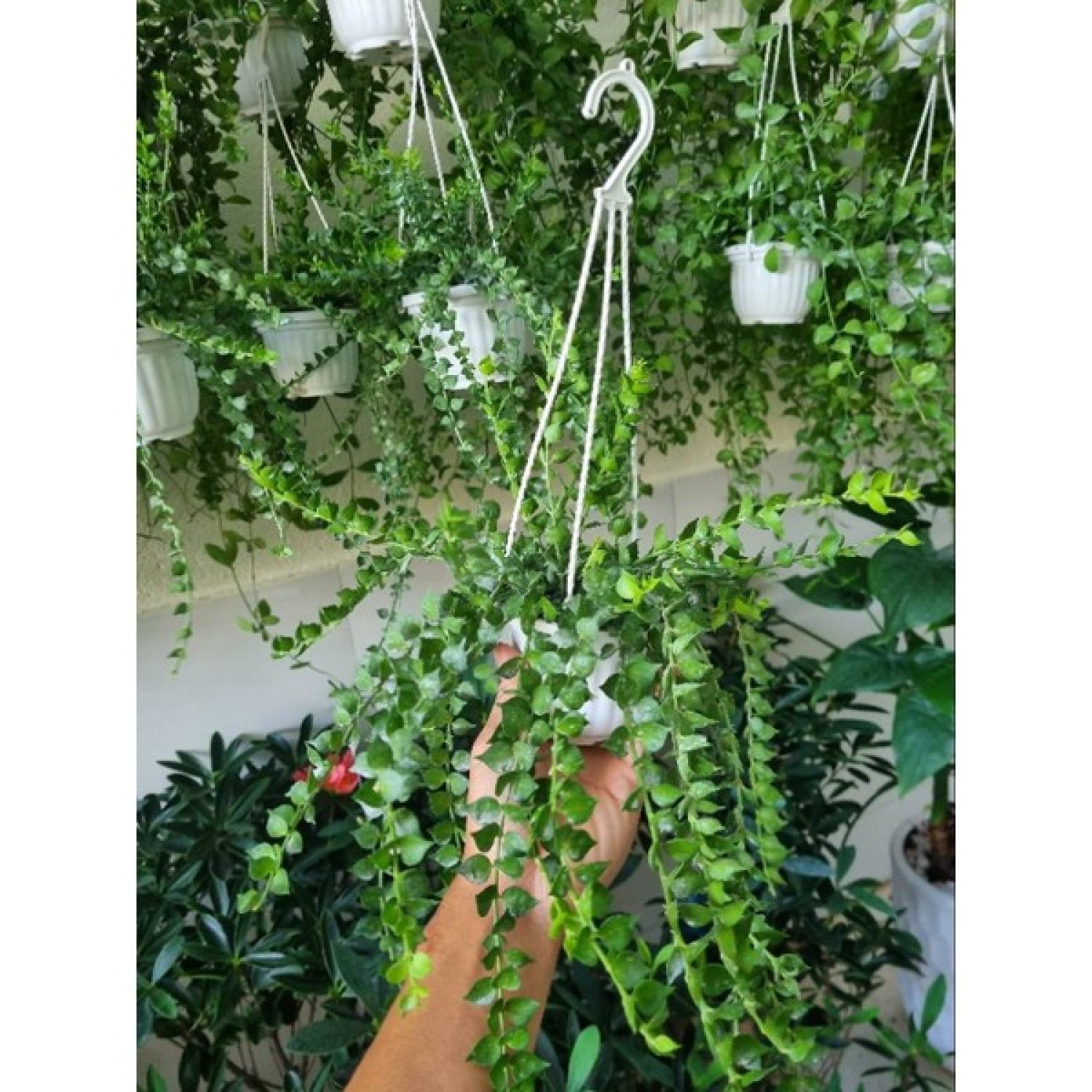 Cây lan tim (chậu treo)