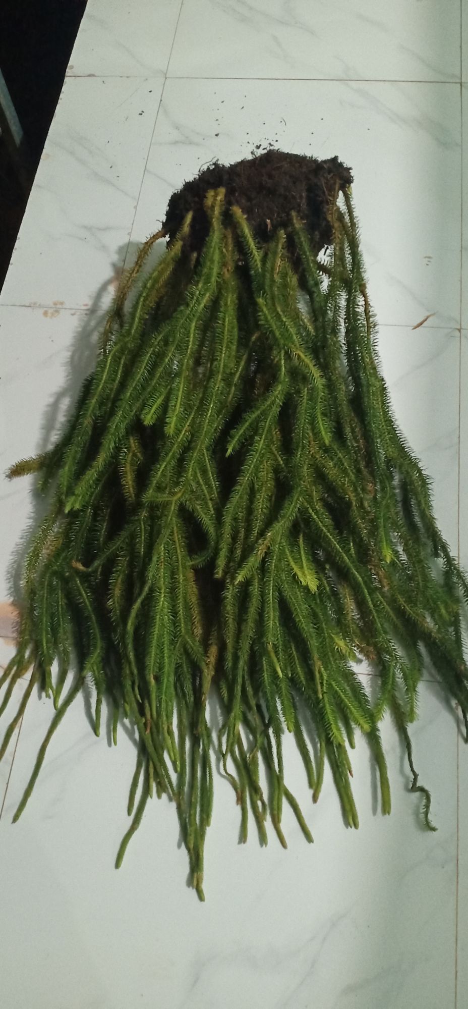 Cây Râu rồng
