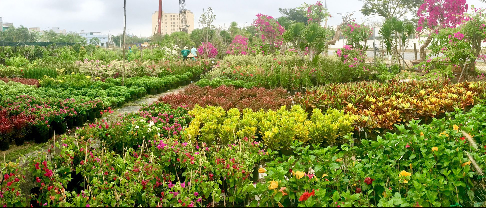 combo 20 cây quế giống
