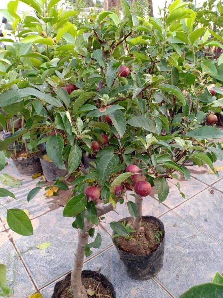 Cây Táo Đỏ Lùn, cây táo đỏ cho quả siêu sớm