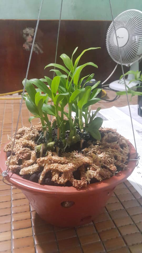 Hoa lan phi điệp - tre tím nối ngọn yên lập( cao 20cm,rễ khỏe)