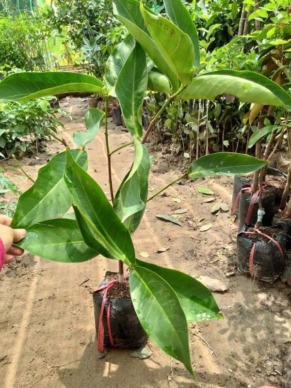 CÂY GIỐNG MẬN THÁI LAN giống chuẩn