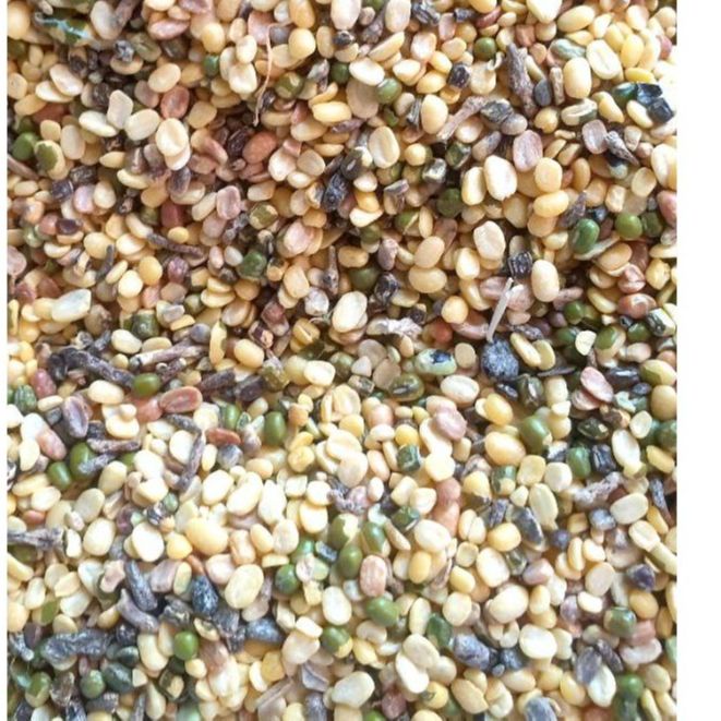 5kg ngũ cốc thức ăn trộn cho gà đá, gà đẻ, gà thịt, bồ câu, chim cảnh