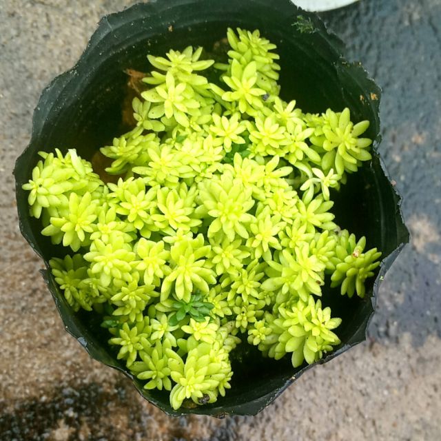 Sen đá sedum vàng size bầu 3-5 cm