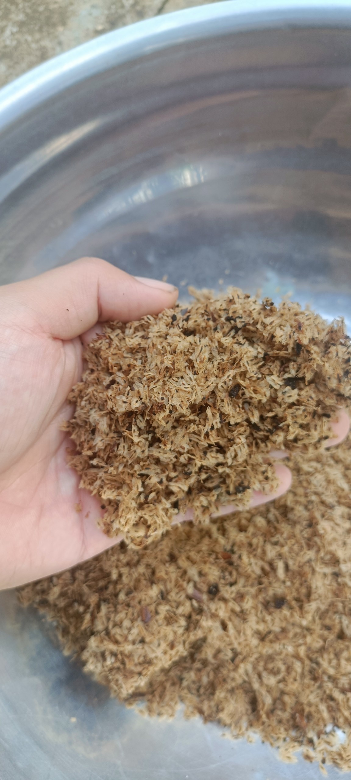 Hạt giống cây hông, tếch lai