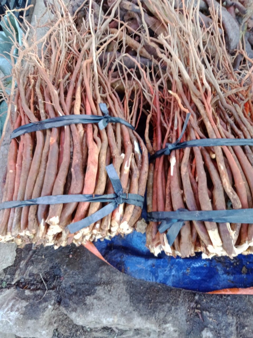 Sâm Cau Hàng Chọn 2kg