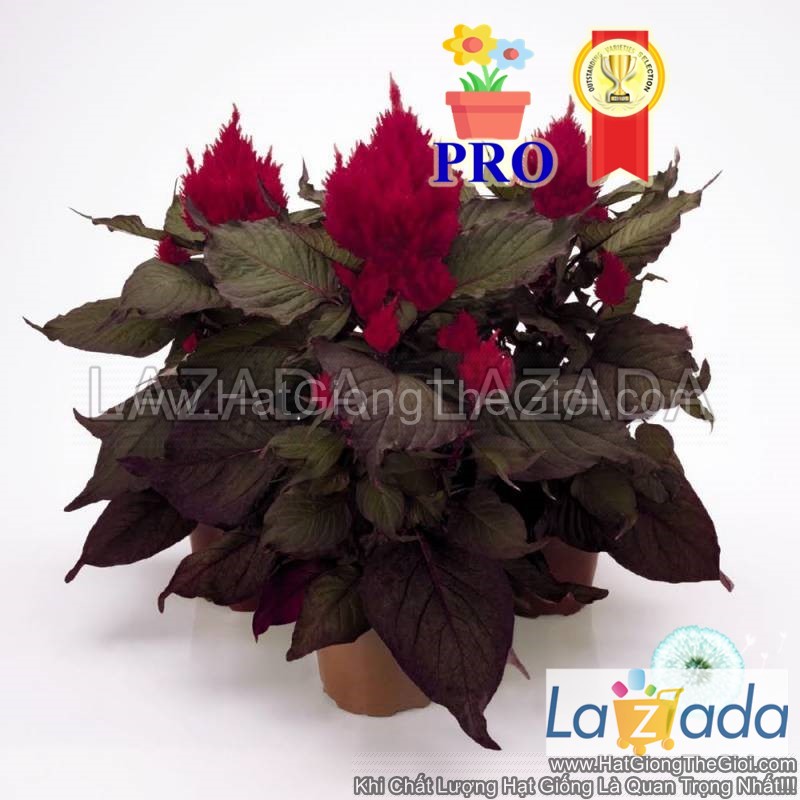 100h hạt giống hoa mào gà lửa smart look gân đỏ