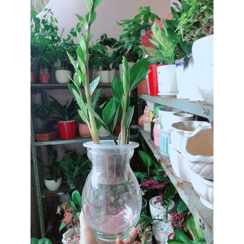 [HCM]Chậu Cây Kim Tiền Thái Thuỷ Sinh