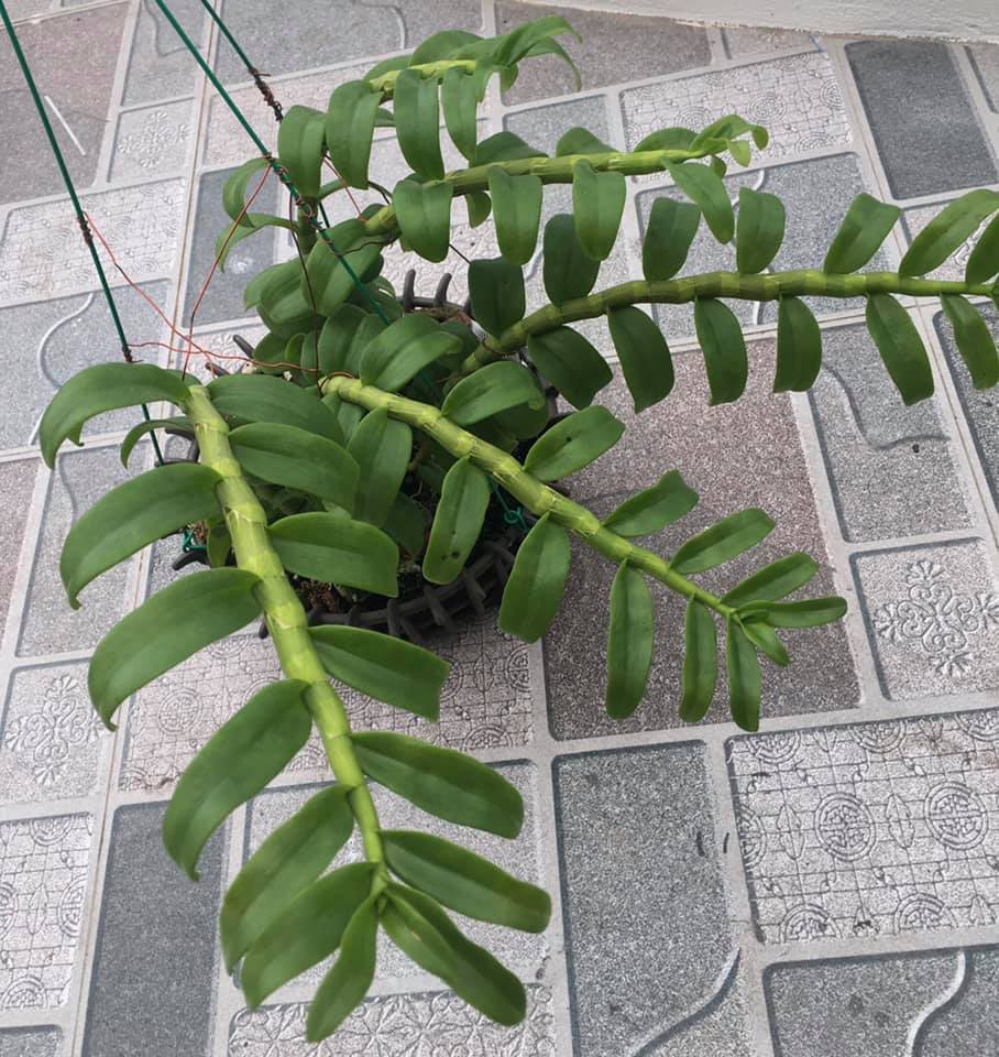 lan phi điệp đột biến 5 cánh trắng TẤN PHONG