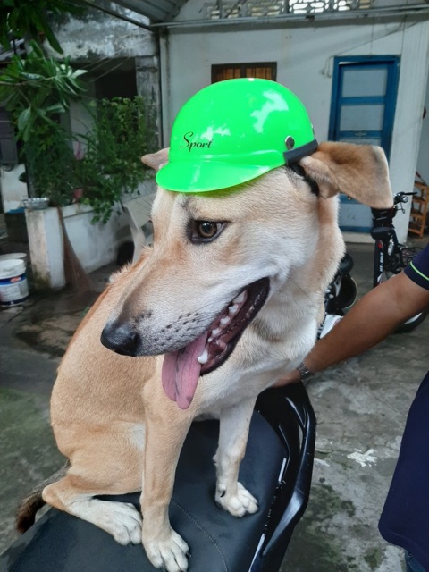 NÓN BẢO HIỂM CÚN MÈO 🐶😻
