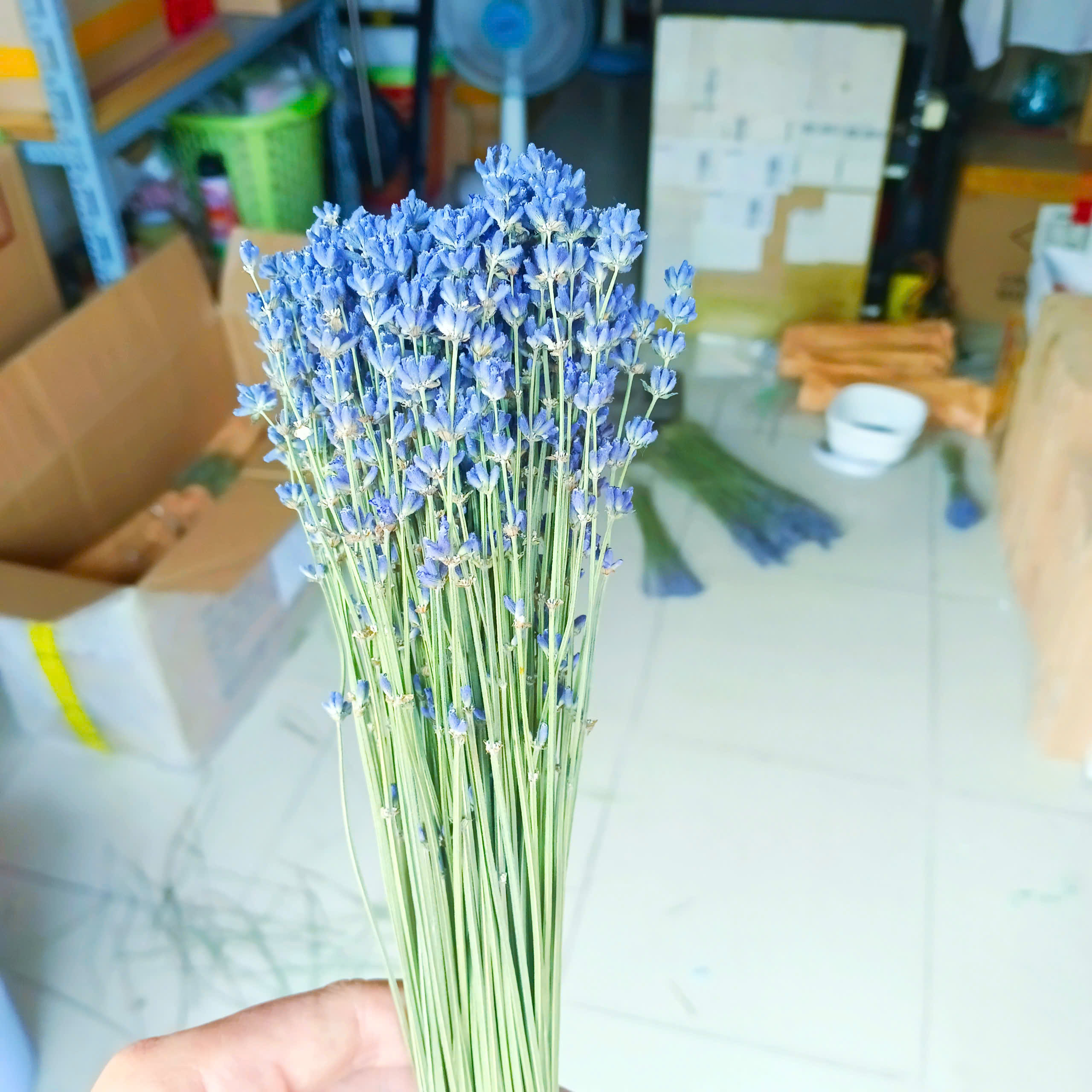 hoa khô - oải hương - lavender ( loại đẹp )