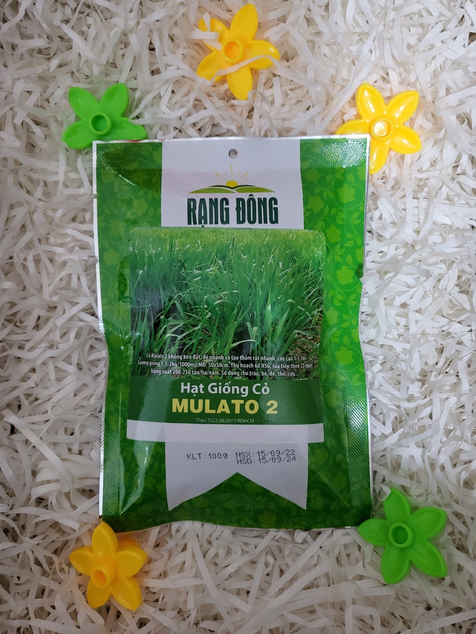Hạt giống cỏ mulato 2