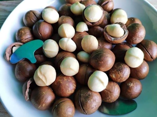 500 g hạt MACCA NỨT VỎ NHẬP KHẨU MỸ