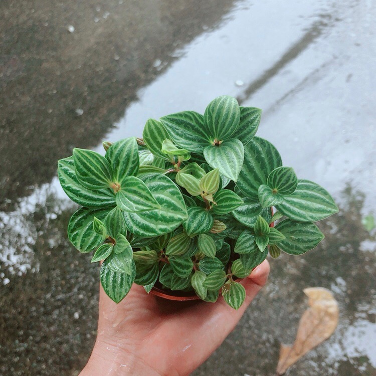 Cây hột xoàn