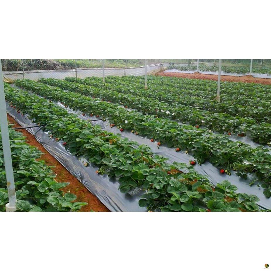 Hạt Giống Dâu Tây Alibaba - Gói 50 Hạt