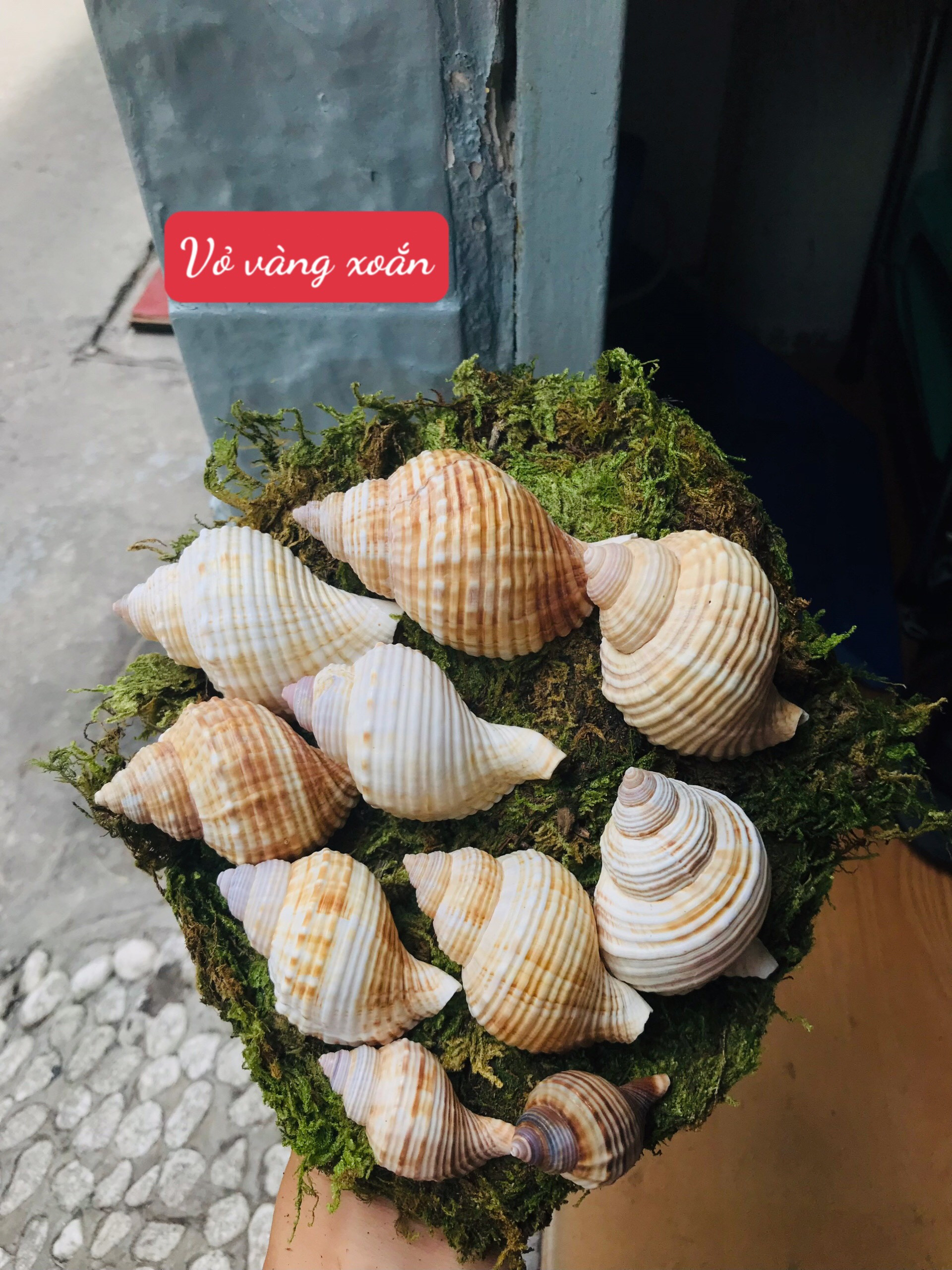 Vỏ Ốc Nhung (trang trí bể cá)
