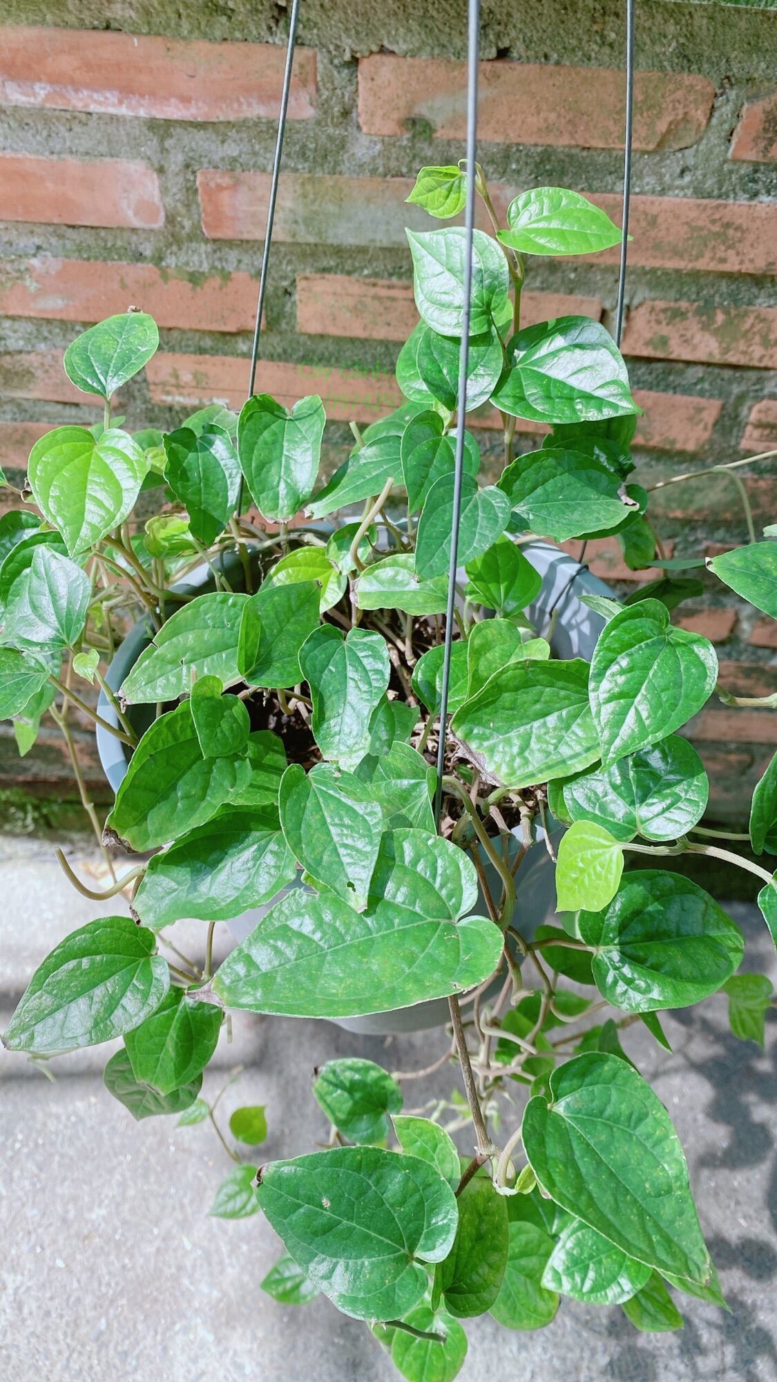 Cây Trầu Không