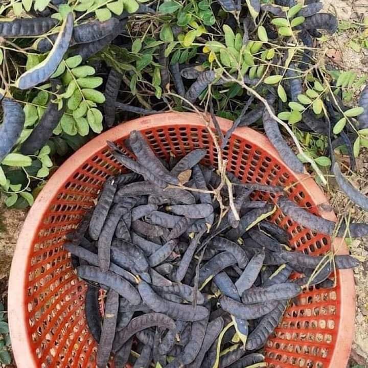 Cây Giống Bồ Kết (sản phẩm có bảo hành)