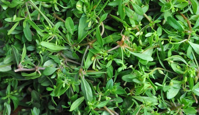 Hạt giống rau đắng đất - (Gói 0.1gram)