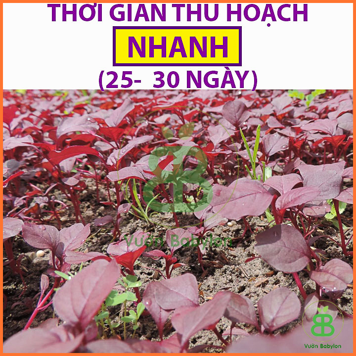 20GR Hạt Giống Rau Dền Đỏ Giàu Dinh Dưỡng