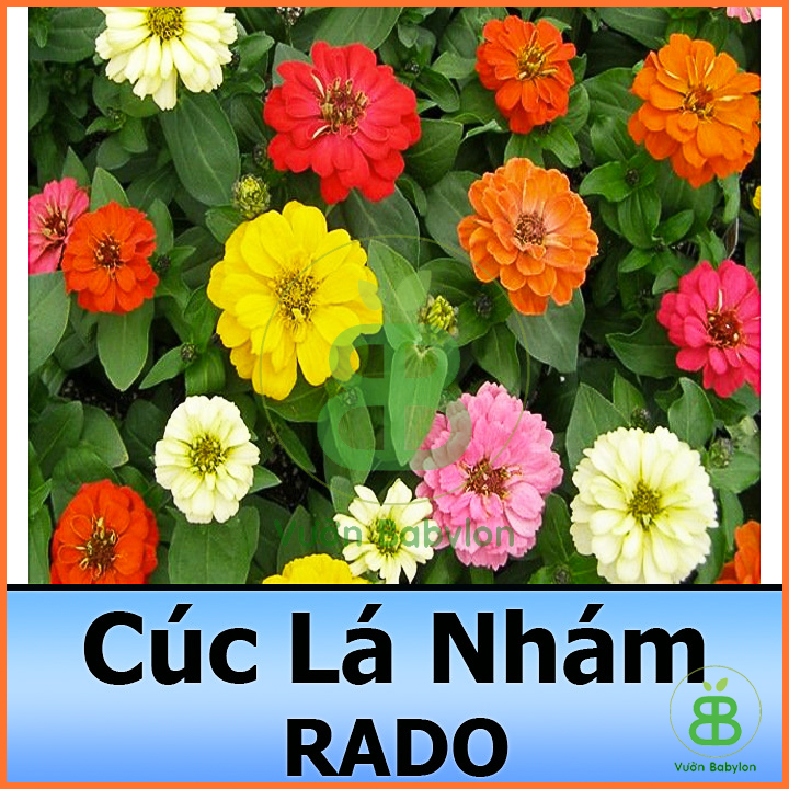 Hạt Giống Hoa Cúc Lá Nhám Nhiều Màu Trồng Chơi Tết Cực Đẹp