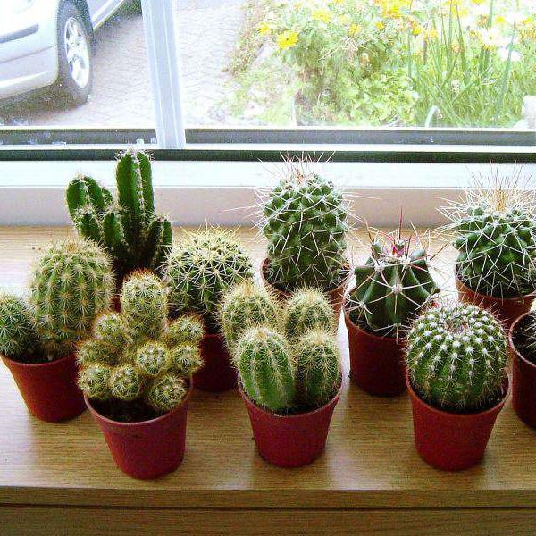 [5 packs] - Mini cactus seeds