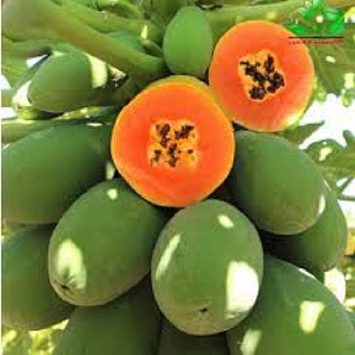 Cây giống đu đủ lùn ruột đỏ