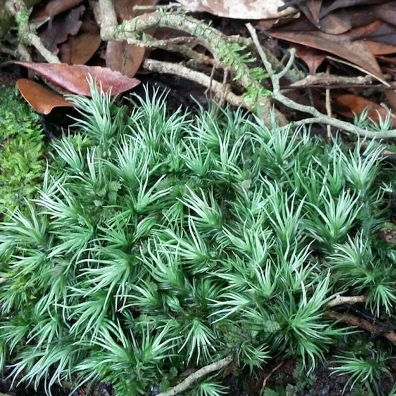 Rêu cỏ mây Giganteum dùng làm terrarium