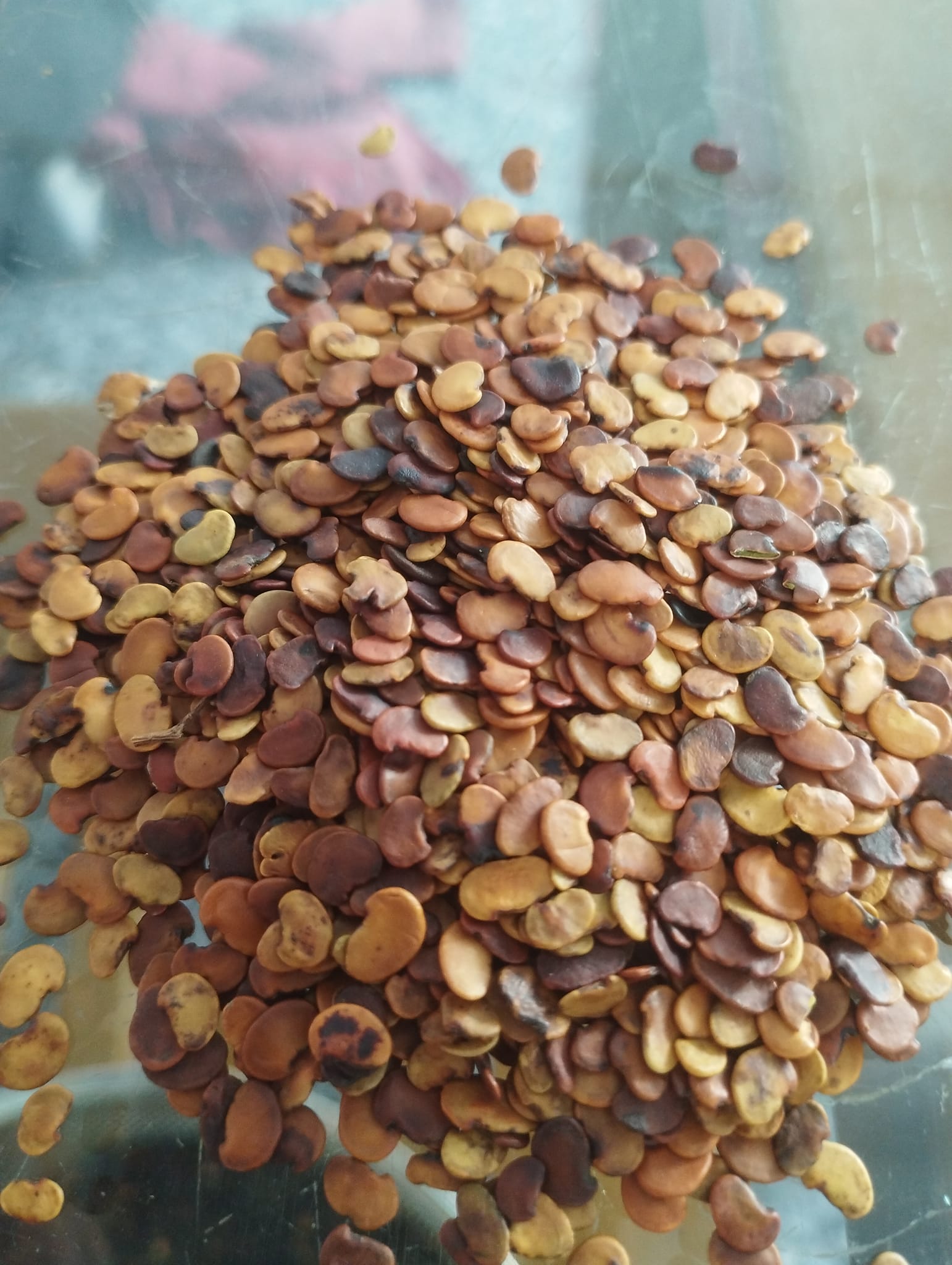 50gram hạt giống Trắc Đỏ (Cẩm lai nam bộ)