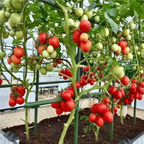 CÀ CHUA LEO GIÀN CÀ CHUA BẠCH TUỘC GÓI 20 HẠT