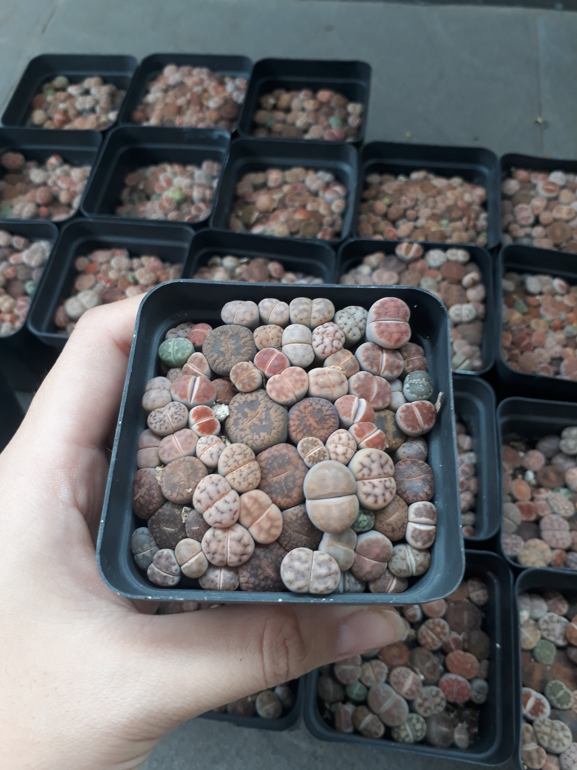 Sen Mông Baby Mix Nhiều Màu Chậu 7cm (Sen Mông/Lithops/Thạch Lan)