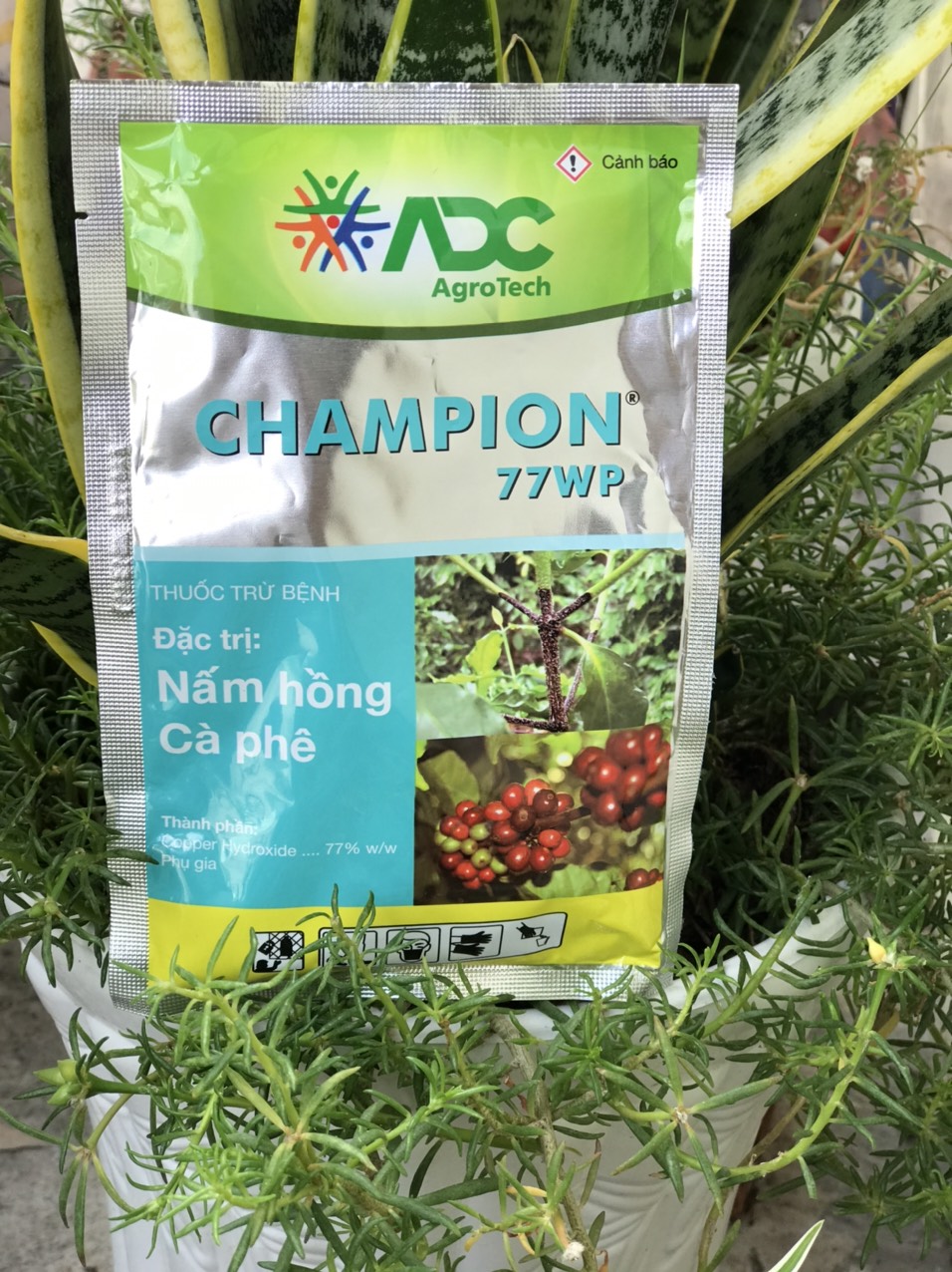 Champion 77WP Đặc tri nấm hồng và thán thư 100gr